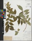Foto von Salix fragilis L. x Salix pentandra L.